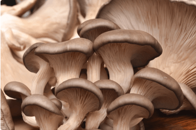 Bukov ostrigar - Plurotus ostreatus