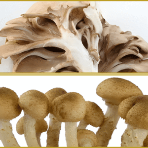 Grifola frondosa in Agaricus blazei