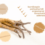 cordyceps biactive ingredients