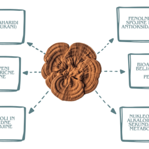 Bioaktivne učinkovine Ganoderma lucidum