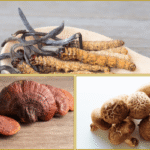 Cordyceps, ganoderma in lentinula
