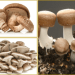 Lentinula, Agaricus, Grifola