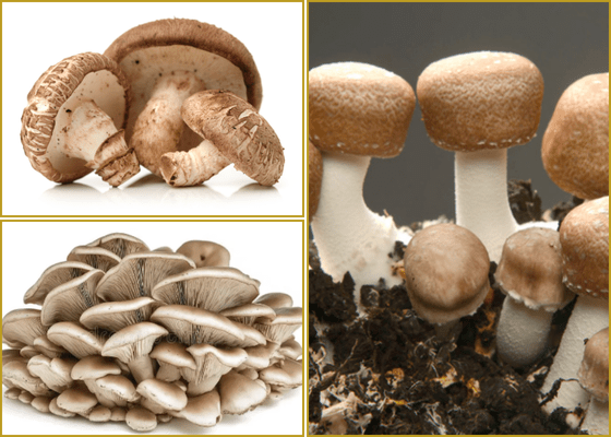 Lentinula, Agaricus, Grifola