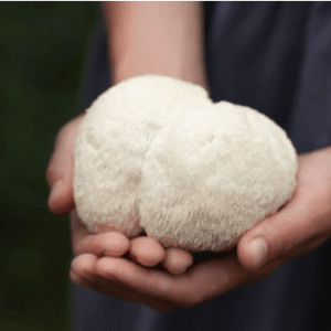 Fotografija resastega bradovca na dlani Hericium erinaceus na dlani