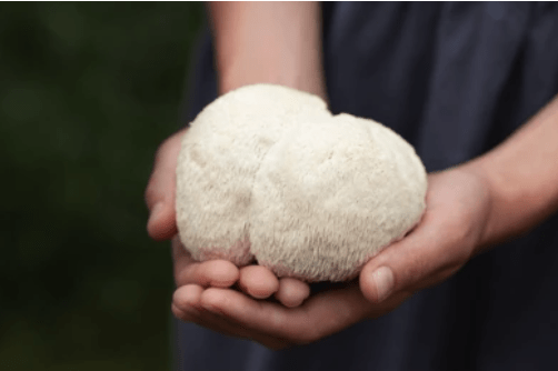 Photo of Lion's mane on a palm