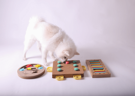 kuža s kognitivnimi vajami