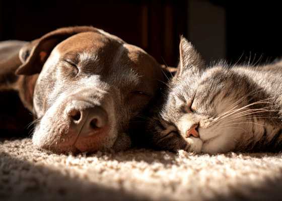 kuža in muca - spita