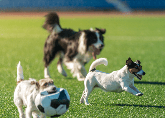 psi v igri na travniku