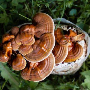 Ganoderma v travi