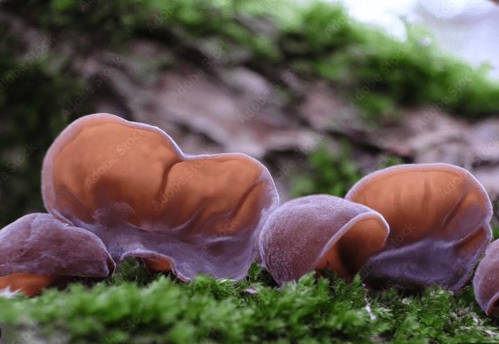 Auricularia 2