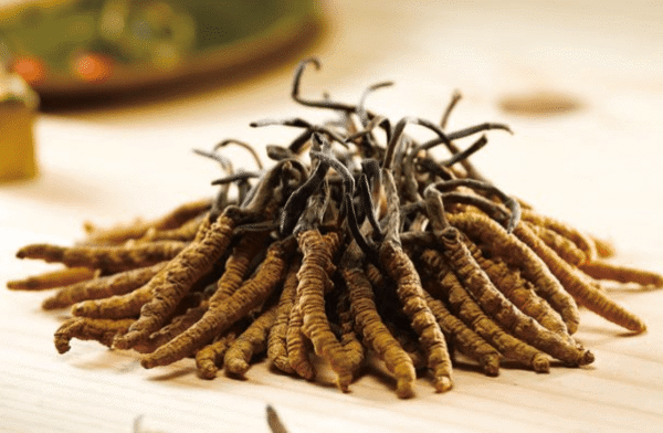 Cordyceps