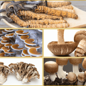 Medicinal mushrooms in Myx Active product