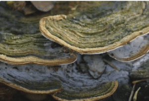 Innonotus obliquus - čaga