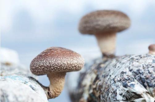 photo of Lentinula edodes growing on logs